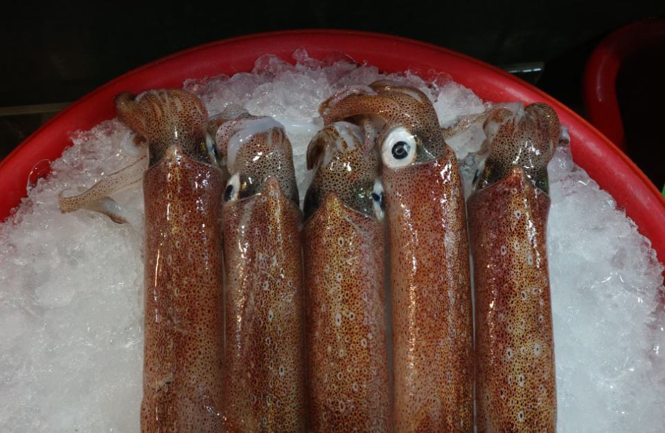 오징어 잡는 꿈