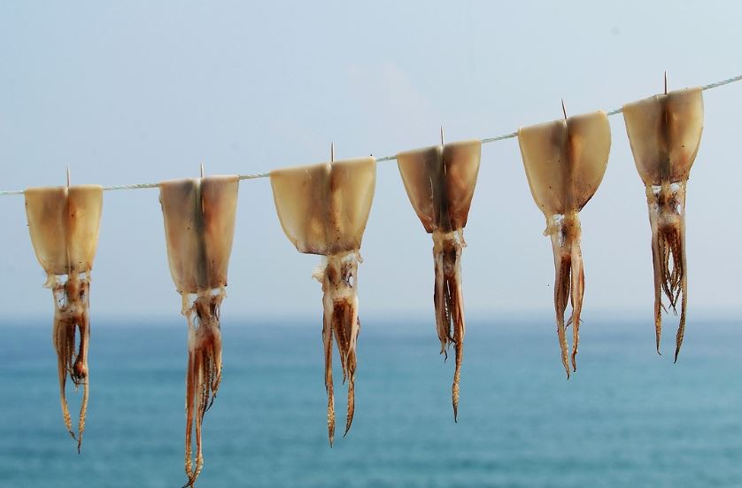 마른오징어 사는 꿈